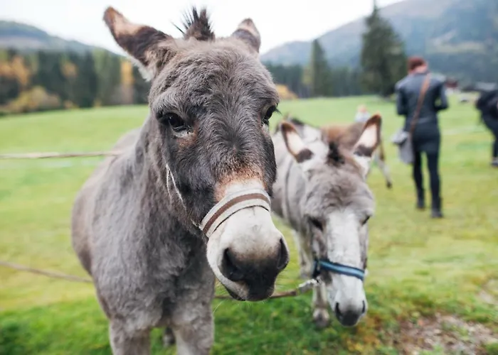Der Kirchheimerhof Готель